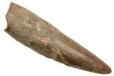 Fossil Spinosaurus Tooth - Real Dinosaur Tooth #363499-1